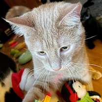 Thumbnail photo of Ridge #3