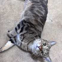 Thumbnail photo of Oliver: Not at shelter (Barbe) #3