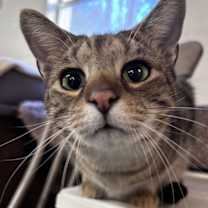 Thumbnail photo of Oliver: Not at shelter (Barbe) #4