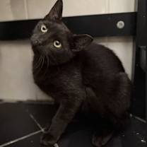 Thumbnail photo of Pyat #4