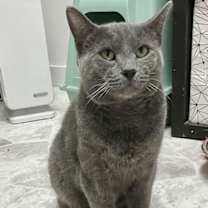 Thumbnail photo of Diesel #2