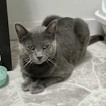 Thumbnail photo of Diesel #4