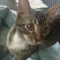 Thumbnail photo of SULLIVAN #4