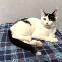 Thumbnail photo of Tesla #3