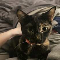 Thumbnail photo of Neziko #1