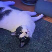 Thumbnail photo of Smudge #1