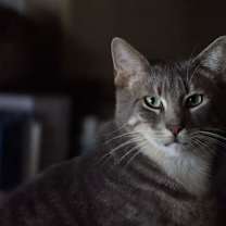 Thumbnail photo of Toby #1