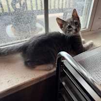 Thumbnail photo of Toby #4