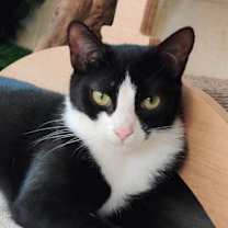 Thumbnail photo of Figgy #1