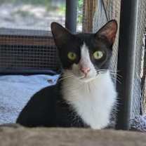 Thumbnail photo of Figgy #3