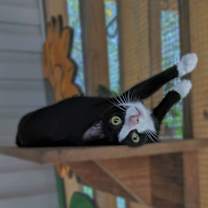 Thumbnail photo of Figgy #4