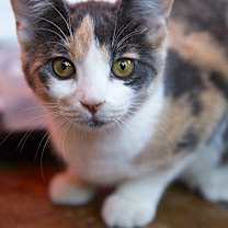 Thumbnail photo of Siggy (& Jo March) #4