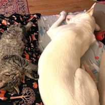 Thumbnail photo of Milton #4