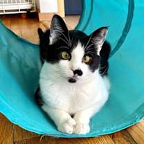 Thumbnail photo of Sean (bonded w/ Connor) #1