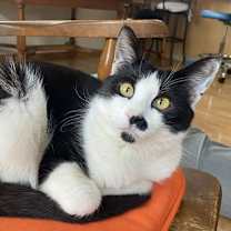 Thumbnail photo of Sean (bonded w/ Connor) #4