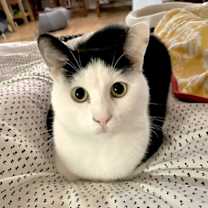 Thumbnail photo of Connor (bonded w/ Sean) #4