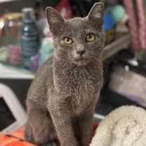 Thumbnail photo of Smokie #1