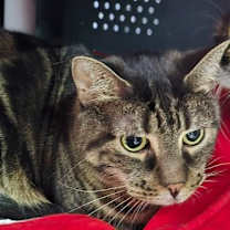adopt-pet