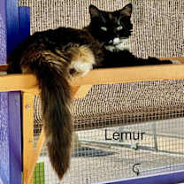 Thumbnail photo of Lemur #1