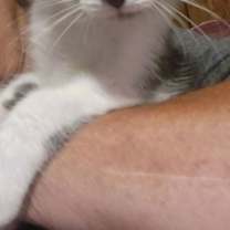 Thumbnail photo of Sully #4