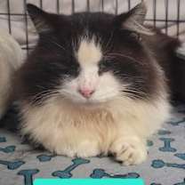 Thumbnail photo of Louis Armstrong-Sponsored #2