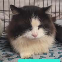 Thumbnail photo of Louis Armstrong-Sponsored #3