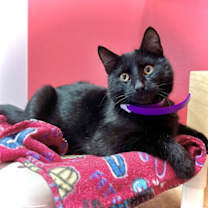 Thumbnail photo of Draven #1