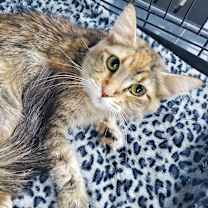 Thumbnail photo of Scarlet #1
