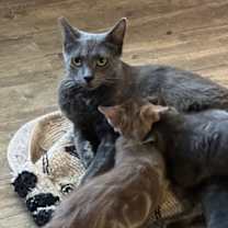 Thumbnail photo of Denny #2