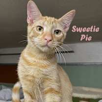 Thumbnail photo of Sweetie Pie #4