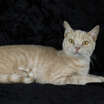 Thumbnail photo of Jake from State Farm #1