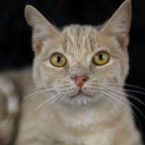 Thumbnail photo of Jake from State Farm #2