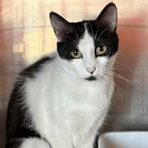 Thumbnail photo of Fergie (Felix) #1