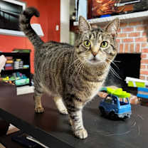 Thumbnail photo of Ivy #1