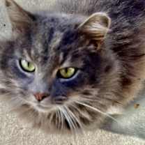 Thumbnail photo of Glory #1