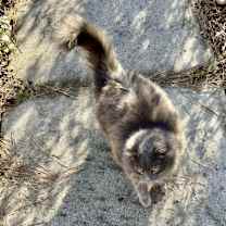 Thumbnail photo of Glory #2