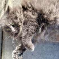 Thumbnail photo of Glory #3