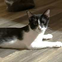 Thumbnail photo of Alf #2