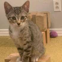 Thumbnail photo of Chelsea #1