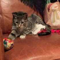 Thumbnail photo of Chelsea #2