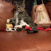 Thumbnail photo of Chelsea #3