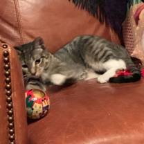 Thumbnail photo of Chelsea #4