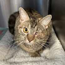 Thumbnail photo of Willow #1