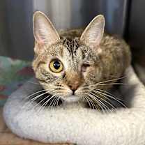 Thumbnail photo of Willow #2
