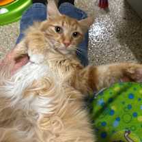 Thumbnail photo of Pumpkin #3