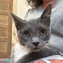 Thumbnail photo of Sophie -Napa Petco #1