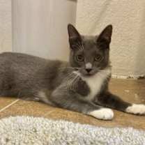 Thumbnail photo of Sophie -Napa Petco #2