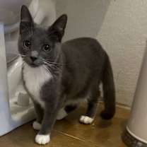 Thumbnail photo of Sophie -Napa Petco #3