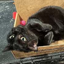 Thumbnail photo of Jeanie #2