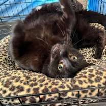 Thumbnail photo of Jeanie #3